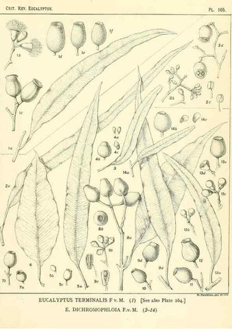 Reproducción/Reproduction 32120517787: A critical revision of the genus Eucalyptus,. Sydney,Gullick,1903-33.. 