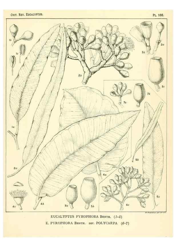 Reproducción/Reproduction 46148583435: A critical revision of the genus Eucalyptus,. Sydney,Gullick,1903-33.. 