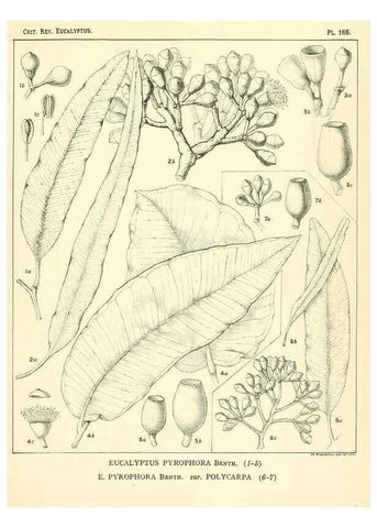 Reproducción/Reproduction 46148583435: A critical revision of the genus Eucalyptus,. Sydney,Gullick,1903-33.. 
