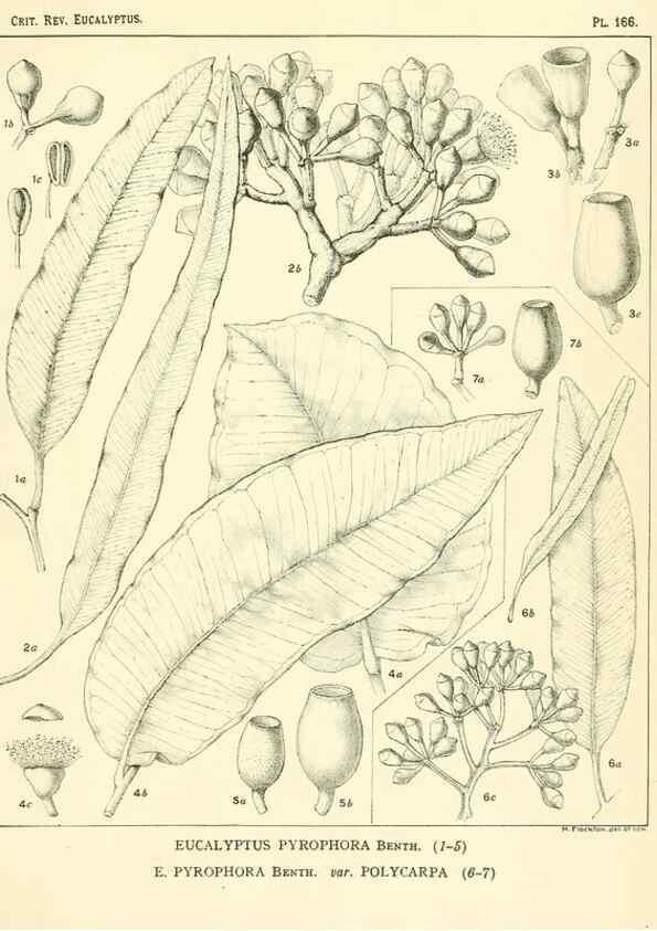 Reproducción/Reproduction 46148583435: A critical revision of the genus Eucalyptus,. Sydney,Gullick,1903-33.. 
