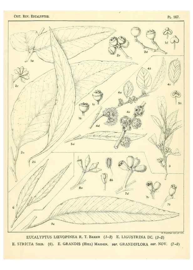 Reproducción/Reproduction 46338373394: A critical revision of the genus Eucalyptus,. Sydney,Gullick,1903-33.. 