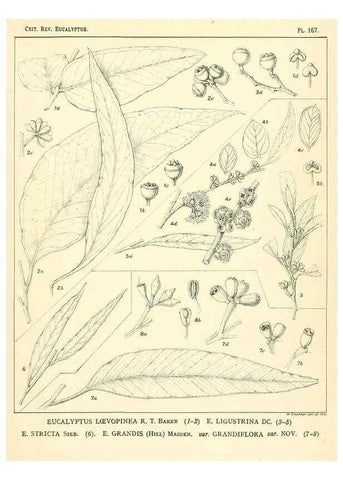 Reproducción/Reproduction 46338373394: A critical revision of the genus Eucalyptus,. Sydney,Gullick,1903-33.. 