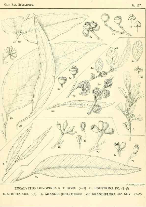 Reproducción/Reproduction 46338373394: A critical revision of the genus Eucalyptus,. Sydney,Gullick,1903-33.. 