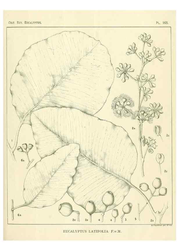 Reproducción/Reproduction 47062460041: A critical revision of the genus Eucalyptus,. Sydney,Gullick,1903-33.. 