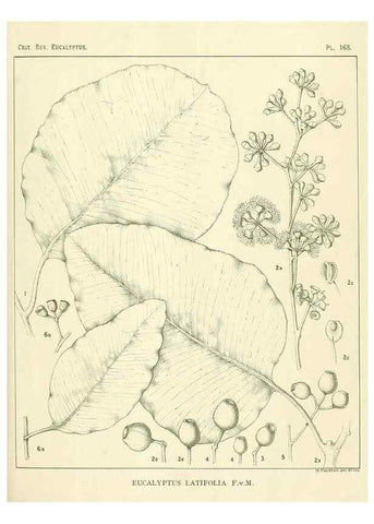 Reproducción/Reproduction 47062460041: A critical revision of the genus Eucalyptus,. Sydney,Gullick,1903-33.. 
