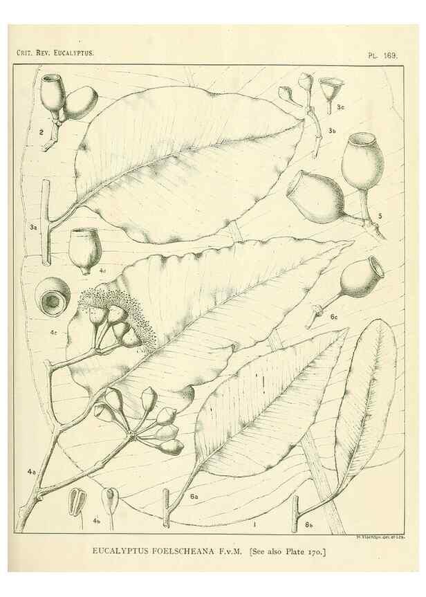 Reproducción/Reproduction 47062461361: A critical revision of the genus Eucalyptus,. Sydney,Gullick,1903-33.. 