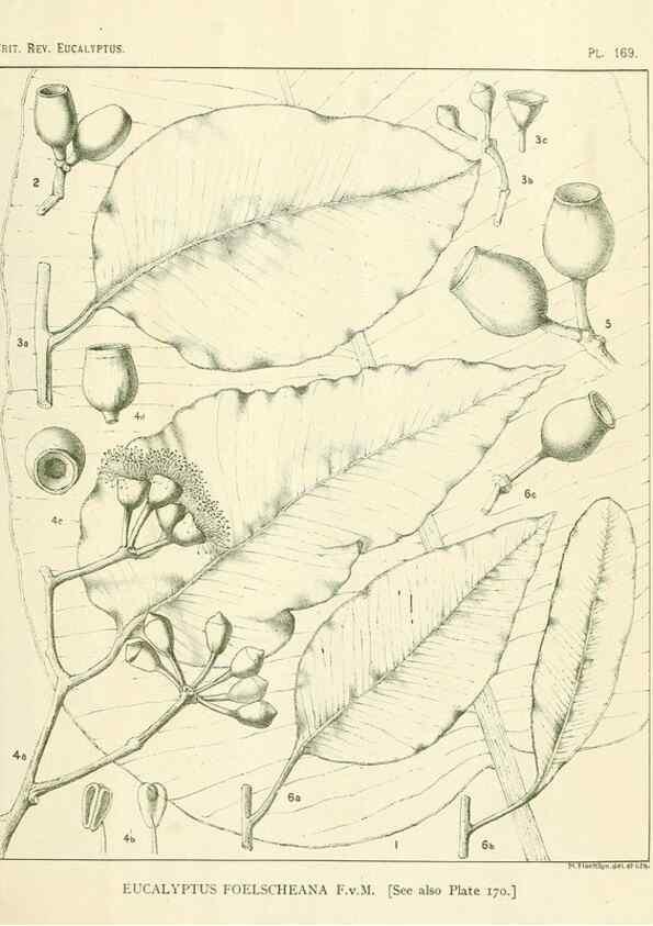 Reproducción/Reproduction 47062461361: A critical revision of the genus Eucalyptus,. Sydney,Gullick,1903-33.. 