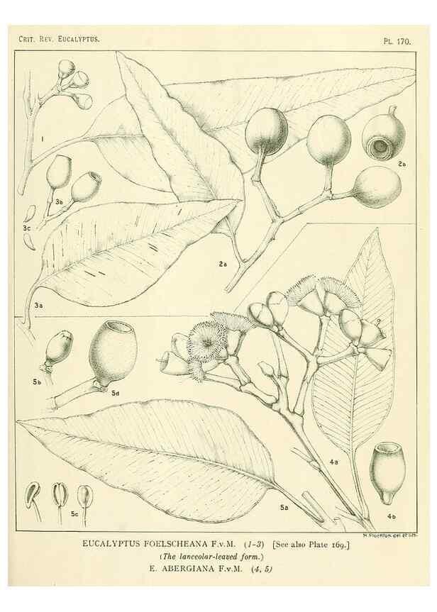 Reproducción/Reproduction 46148702495: A critical revision of the genus Eucalyptus,. Sydney,Gullick,1903-33.. 