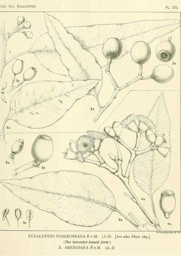 Reproducción/Reproduction 46148702495: A critical revision of the genus Eucalyptus,. Sydney,Gullick,1903-33.. 