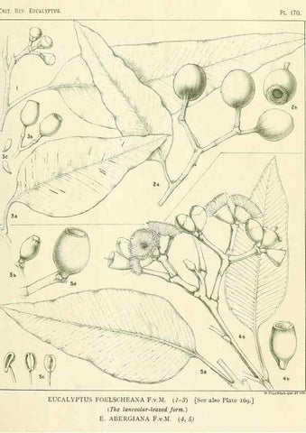 Reproducción/Reproduction 46148702495: A critical revision of the genus Eucalyptus,. Sydney,Gullick,1903-33.. 