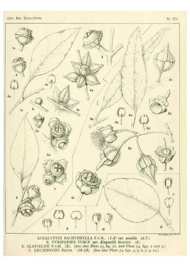 Reproducción/Reproduction 46338515604: A critical revision of the genus Eucalyptus,. Sydney,Gullick,1903-33.. 