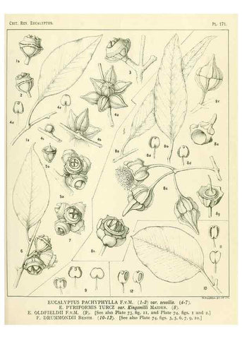 Reproducción/Reproduction 46338515604: A critical revision of the genus Eucalyptus,. Sydney,Gullick,1903-33.. 
