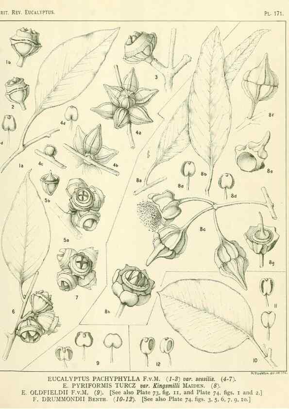 Reproducción/Reproduction 46338515604: A critical revision of the genus Eucalyptus,. Sydney,Gullick,1903-33.. 