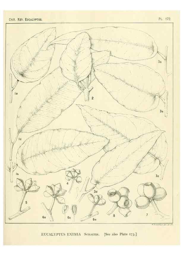 Reproducción/Reproduction 32120639077: A critical revision of the genus Eucalyptus,. Sydney,Gullick,1903-33.. 