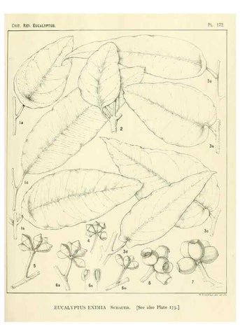 Reproducción/Reproduction 32120639077: A critical revision of the genus Eucalyptus,. Sydney,Gullick,1903-33.. 