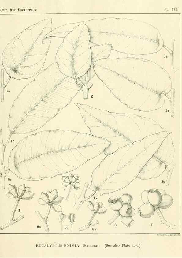 Reproducción/Reproduction 32120639077: A critical revision of the genus Eucalyptus,. Sydney,Gullick,1903-33.. 
