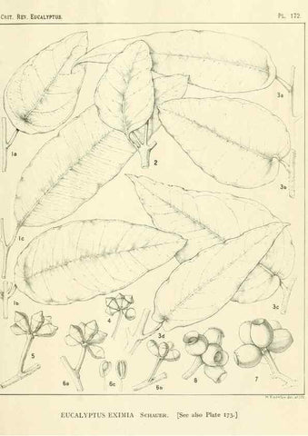 Reproducción/Reproduction 32120639077: A critical revision of the genus Eucalyptus,. Sydney,Gullick,1903-33.. 