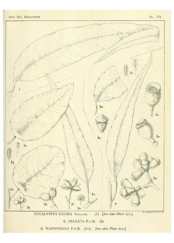 Reproducción/Reproduction 33187230698: A critical revision of the genus Eucalyptus,. Sydney,Gullick,1903-33.. 