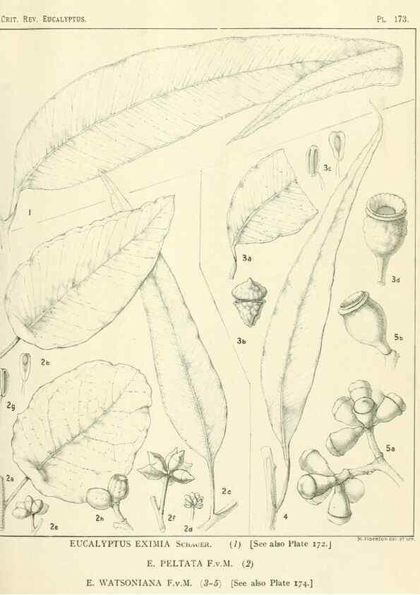 Reproducción/Reproduction 33187230698: A critical revision of the genus Eucalyptus,. Sydney,Gullick,1903-33.. 