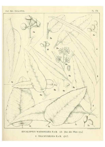 Reproducción/Reproduction 47062467561: A critical revision of the genus Eucalyptus,. Sydney,Gullick,1903-33.. 