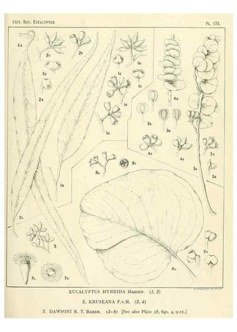 Reproducción/Reproduction 46338519154: A critical revision of the genus Eucalyptus,. Sydney,Gullick,1903-33.. 