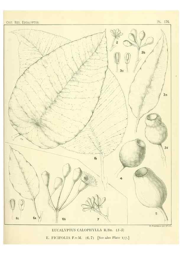 Reproducción/Reproduction 32120641657: A critical revision of the genus Eucalyptus,. Sydney,Gullick,1903-33.. 