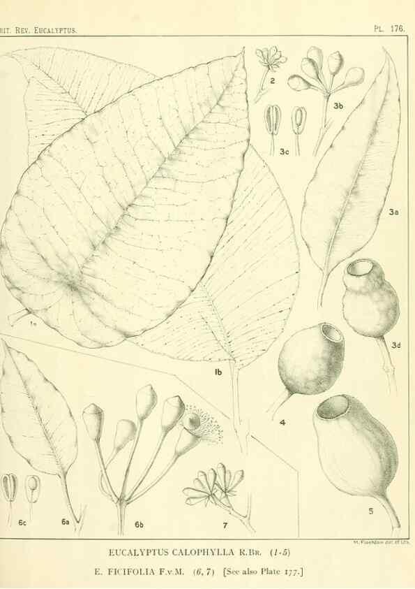 Reproducción/Reproduction 32120641657: A critical revision of the genus Eucalyptus,. Sydney,Gullick,1903-33.. 