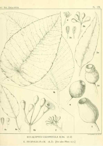 Reproducción/Reproduction 32120641657: A critical revision of the genus Eucalyptus,. Sydney,Gullick,1903-33.. 