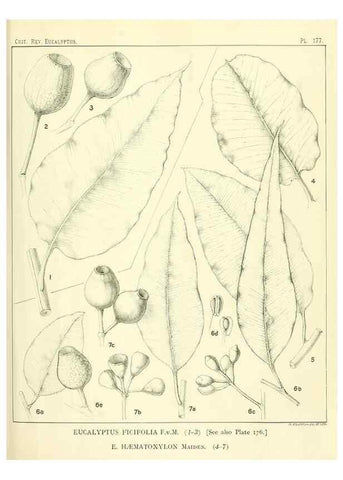Reproducción/Reproduction 33187234958: A critical revision of the genus Eucalyptus,. Sydney,Gullick,1903-33.. 