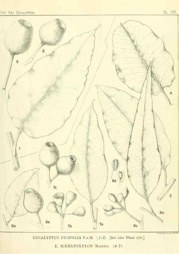 Reproducción/Reproduction 33187234958: A critical revision of the genus Eucalyptus,. Sydney,Gullick,1903-33.. 