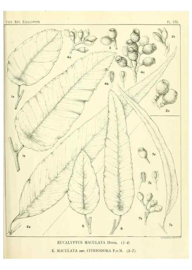 Reproducción/Reproduction 33187236268: A critical revision of the genus Eucalyptus,. Sydney,Gullick,1903-33.. 