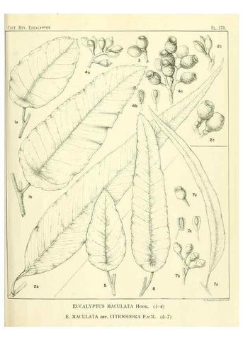Reproducción/Reproduction 33187236268: A critical revision of the genus Eucalyptus,. Sydney,Gullick,1903-33.. 