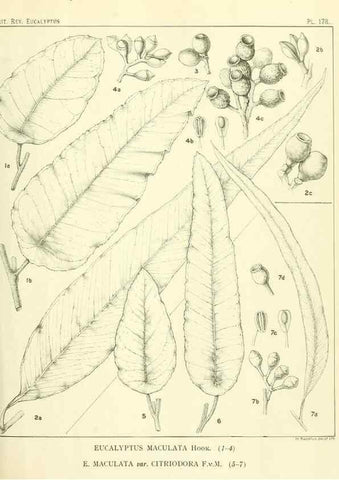 Reproducción/Reproduction 33187236268: A critical revision of the genus Eucalyptus,. Sydney,Gullick,1903-33.. 
