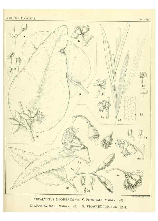 Reproducción/Reproduction 32120643137: A critical revision of the genus Eucalyptus,. Sydney,Gullick,1903-33.. 