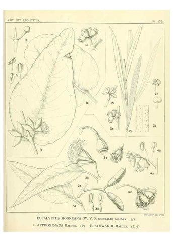 Reproducción/Reproduction 32120643137: A critical revision of the genus Eucalyptus,. Sydney,Gullick,1903-33.. 