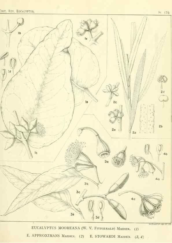 Reproducción/Reproduction 32120643137: A critical revision of the genus Eucalyptus,. Sydney,Gullick,1903-33.. 