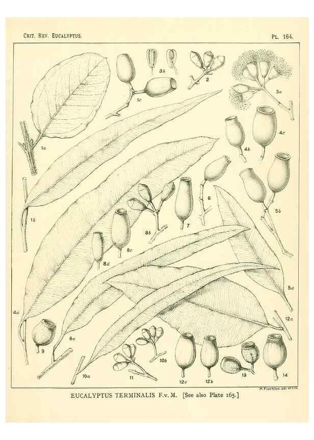 Reproducción/Reproduction 47010036582: A critical revision of the genus Eucalyptus,. Sydney,Gullick,1903-33.. 