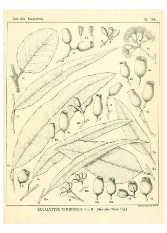 Reproducción/Reproduction 47010036582: A critical revision of the genus Eucalyptus,. Sydney,Gullick,1903-33.. 
