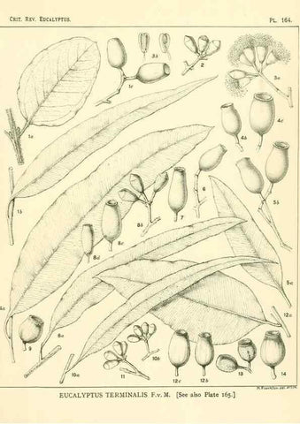 Reproducción/Reproduction 47010036582: A critical revision of the genus Eucalyptus,. Sydney,Gullick,1903-33.. 