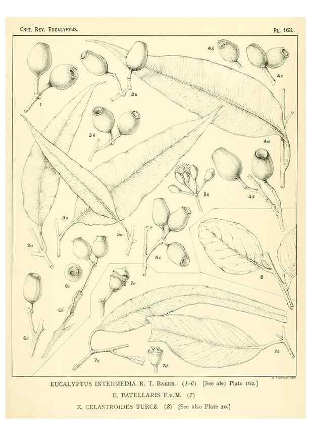 Reproducción/Reproduction 46338371074: A critical revision of the genus Eucalyptus,. Sydney,Gullick,1903-33.. 