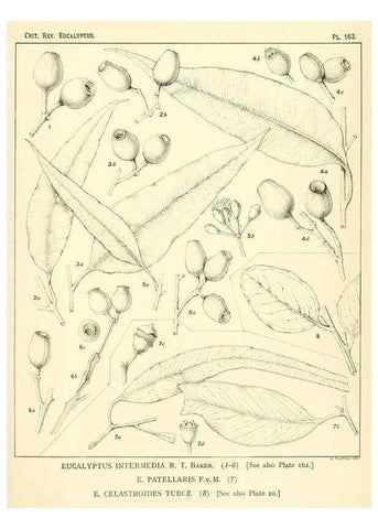Reproducción/Reproduction 46338371074: A critical revision of the genus Eucalyptus,. Sydney,Gullick,1903-33.. 