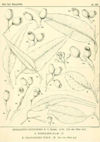 Reproducción/Reproduction 46338371074: A critical revision of the genus Eucalyptus,. Sydney,Gullick,1903-33.. 