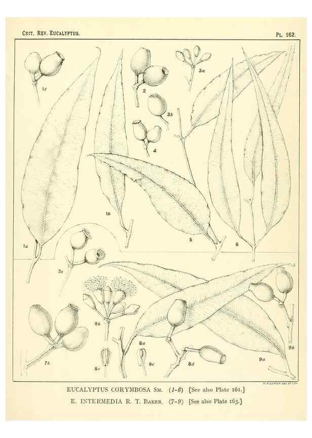 Reproducción/Reproduction 40097387673: A critical revision of the genus Eucalyptus,. Sydney,Gullick,1903-33.. 
