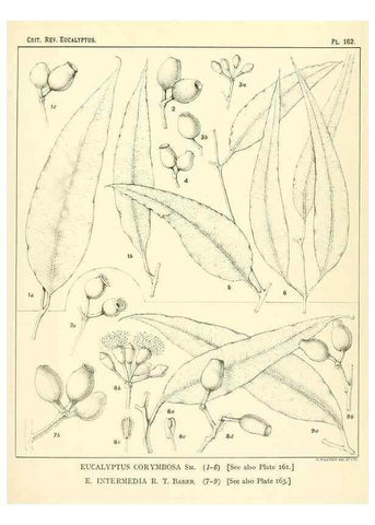 Reproducción/Reproduction 40097387673: A critical revision of the genus Eucalyptus,. Sydney,Gullick,1903-33.. 