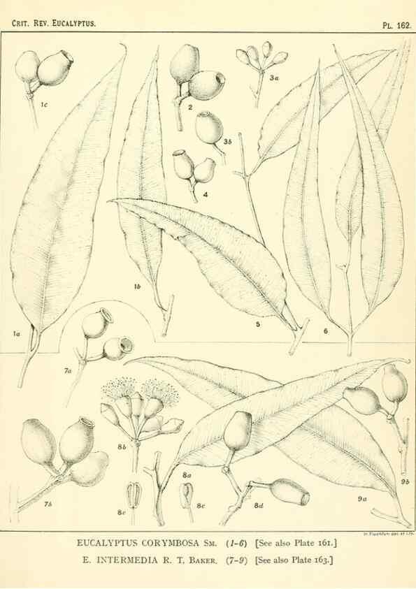 Reproducción/Reproduction 40097387673: A critical revision of the genus Eucalyptus,. Sydney,Gullick,1903-33.. 