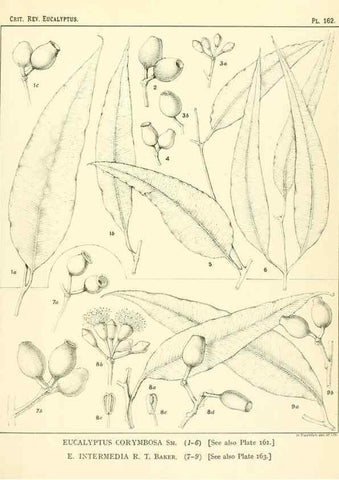 Reproducción/Reproduction 40097387673: A critical revision of the genus Eucalyptus,. Sydney,Gullick,1903-33.. 