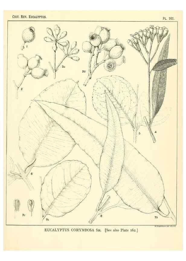 Reproducción/Reproduction 40097386033: A critical revision of the genus Eucalyptus,. Sydney,Gullick,1903-33.. 