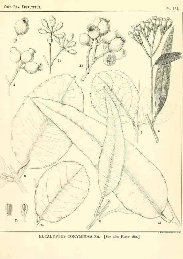 Reproducción/Reproduction 40097386033: A critical revision of the genus Eucalyptus,. Sydney,Gullick,1903-33.. 