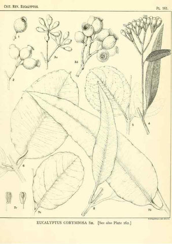 Reproducción/Reproduction 40097386033: A critical revision of the genus Eucalyptus,. Sydney,Gullick,1903-33.. 