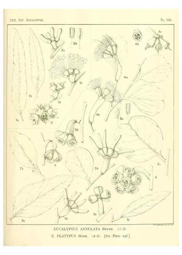 Reproducción/Reproduction 46148565255: A critical revision of the genus Eucalyptus,. Sydney,Gullick,1903-33.. 